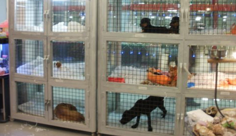 pet shop hayvan satışı ile ilgili görsel sonucu